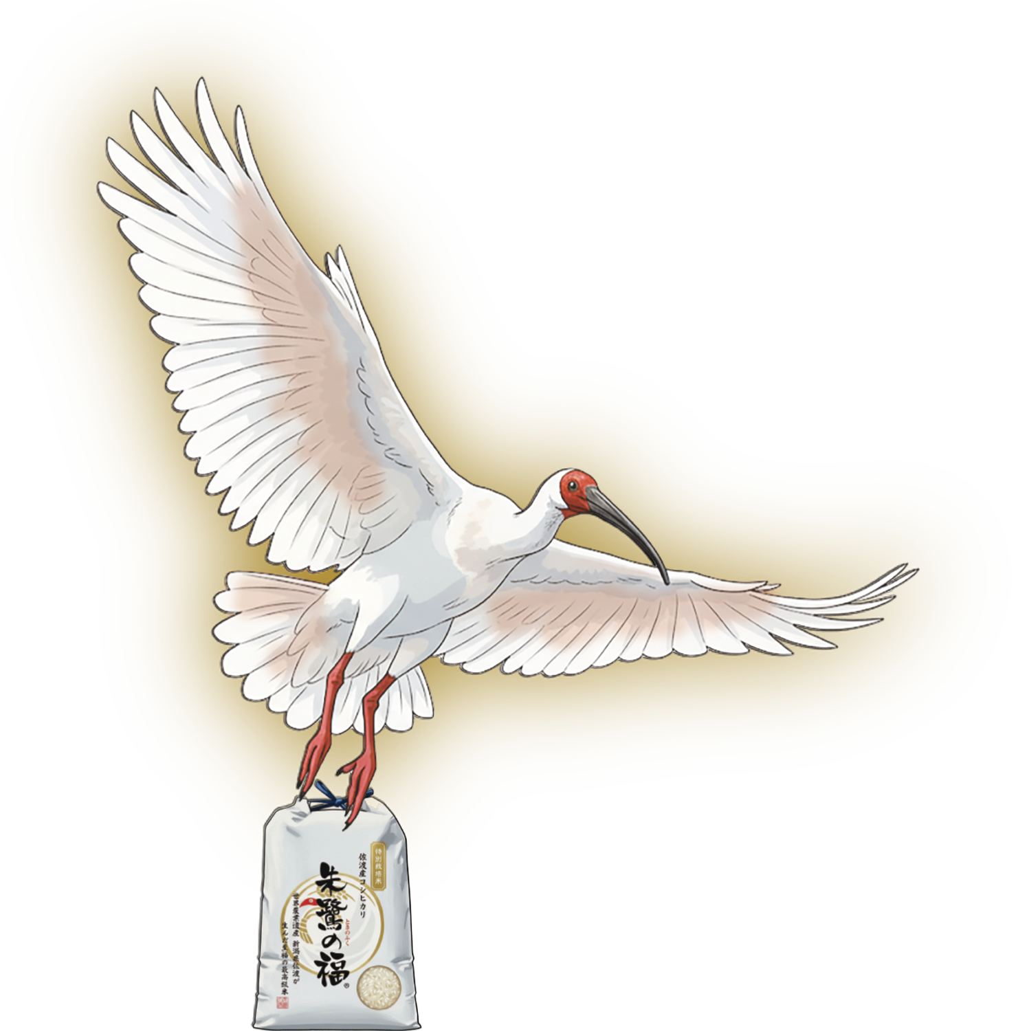 朱鷺のイラスト